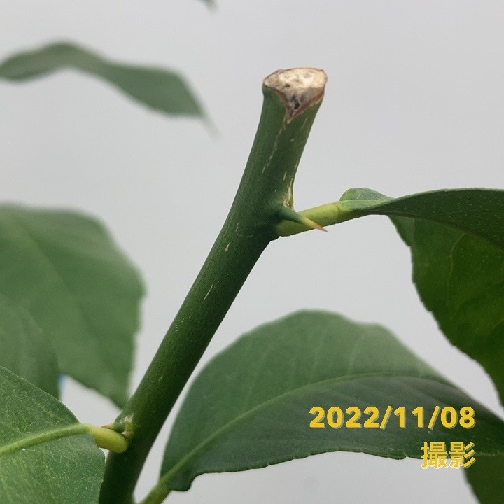 レモン リスボンレモン 5号ロングポット 2年生苗｜果樹04-PA