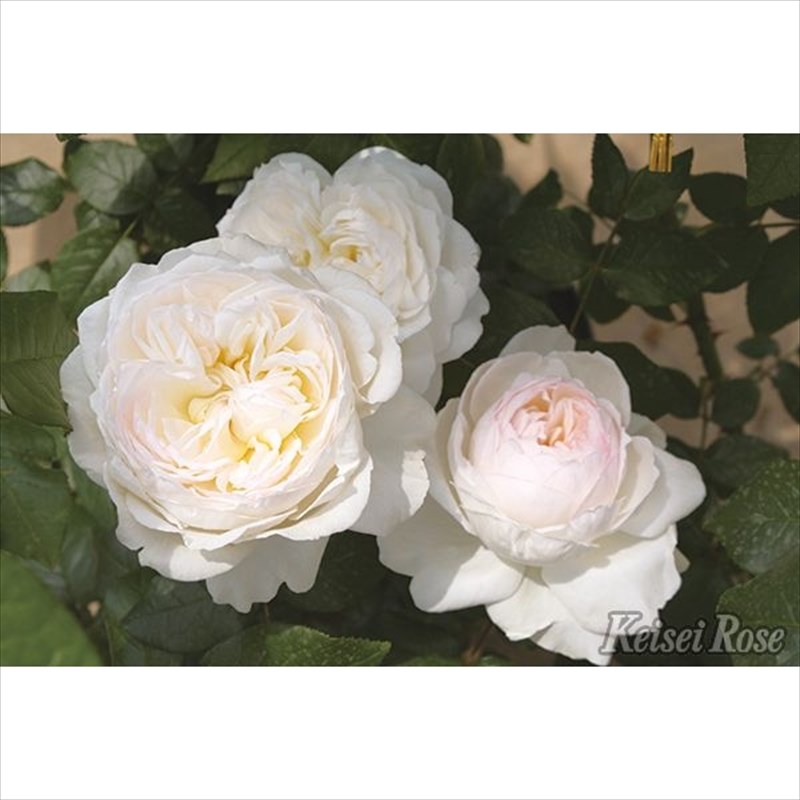 バラ大苗 ボレロ 4.5号ロングポット 京成バラ園芸｜花木04-PA | 花木