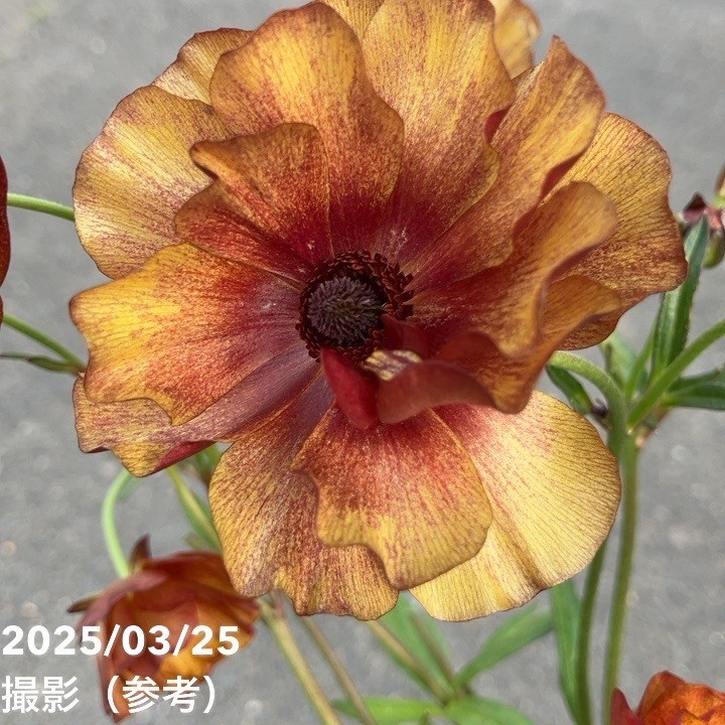 ラナンキュラスラックス、ケラモスが咲きました☺️｜園芸日記by海花(うみはな)｜みんなの趣味の園芸｜657744 ラナンキュラスラックス ケラモス No.5