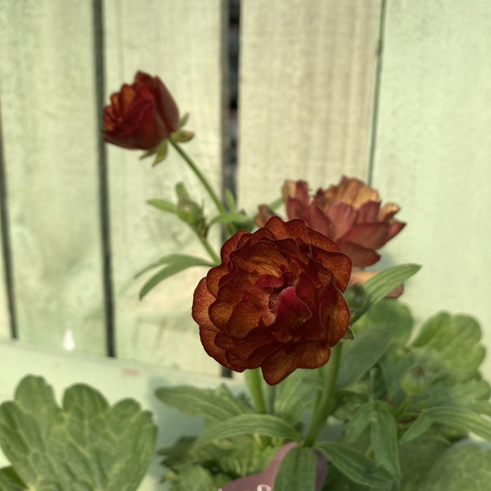 ラナンキュラス ラックスシリーズ 5号 サティロス｜草花04-PA | 草花