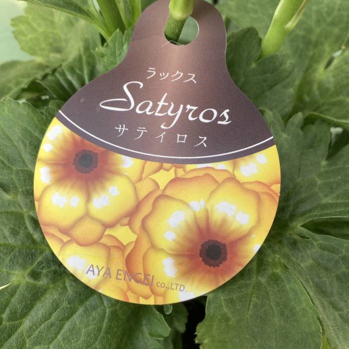 らすらす 1b127703721b48be1f84c6210d34bb