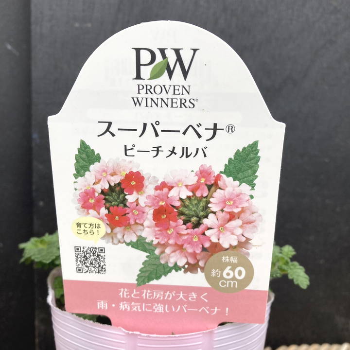 PW スーパーベナ ピーチメルバ 3.5号×3株セット|草花04-PA