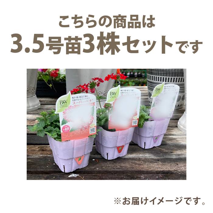 PW スーパーベナ ピーチメルバ 3.5号×3株セット|草花04-PA