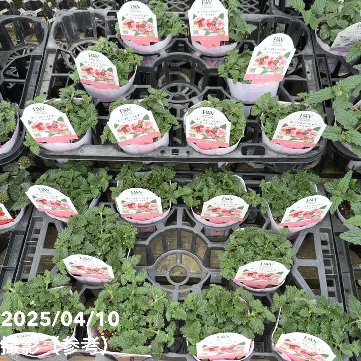 PW スーパーベナ ピーチメルバ 3.5号×3株セット|草花04-PA