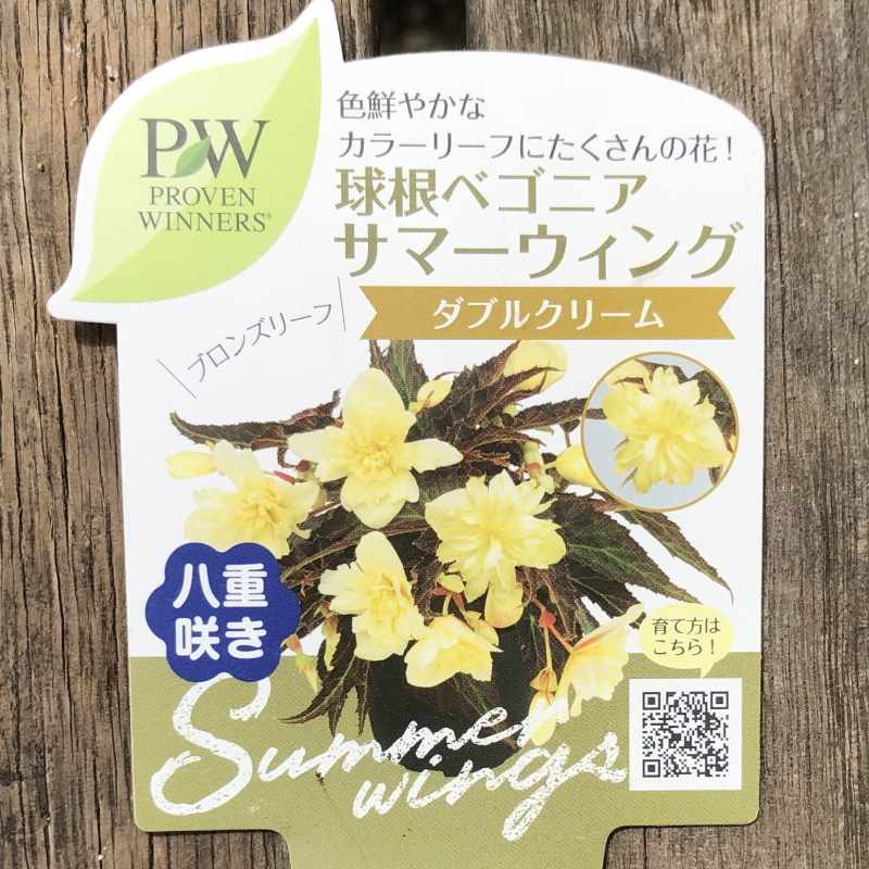 PW 球根ベゴニア サマーウィング ダブルクリーム 3.5号×3株セット