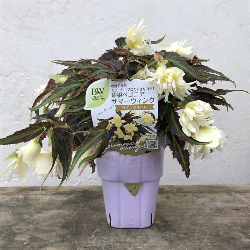 PW 球根ベゴニア サマーウィング ダブルクリーム 3.5号×3株セット