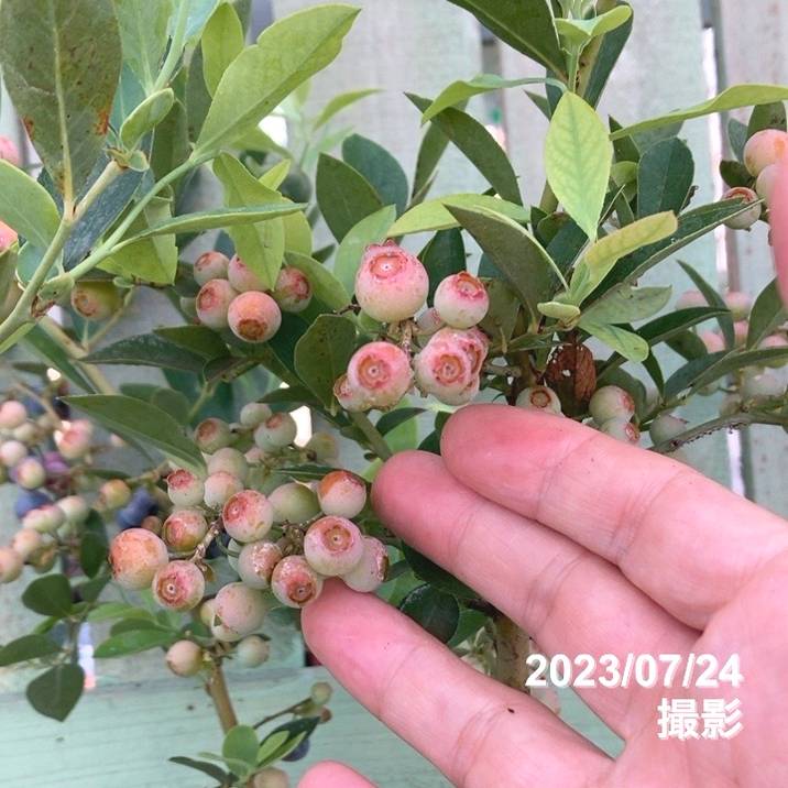 ブルーベリー ラビットアイ系 ティフブルー6号｜果樹04-PA | 果樹