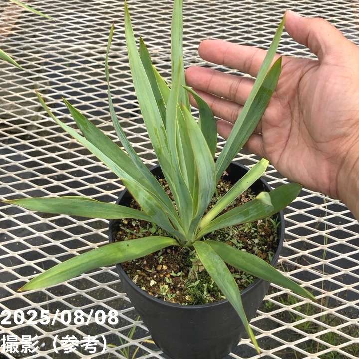 ユッカ 6号 シルバーアニバーサリー（Yucca Silver Anniversary