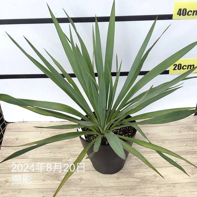 yucca様確認用 ユッカ 6号 シルバーアニバーサリー（Yucca Silver Anniversary