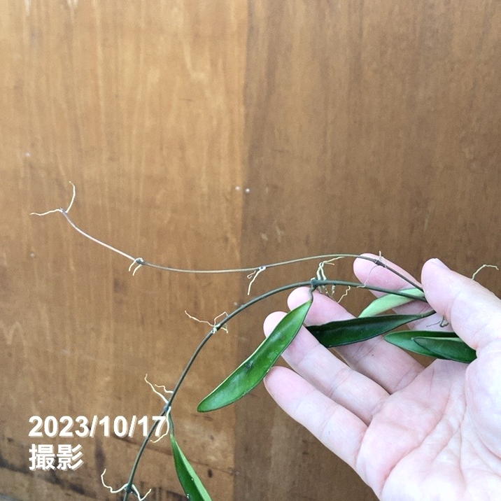 数量限定】ホヤ ケンティアナグリーン 5号吊り鉢｜観葉10-TU