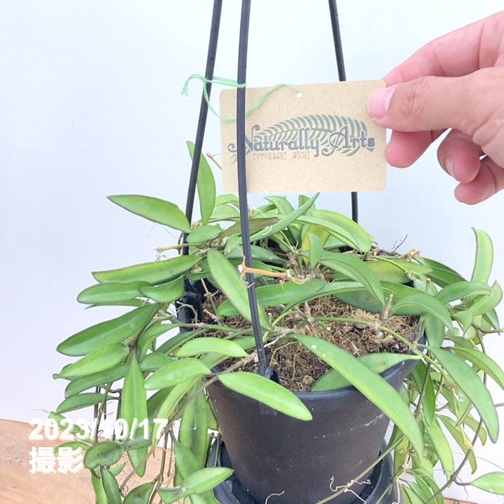 数量限定】ホヤ ケンティアナグリーン 5号吊り鉢｜観葉10-TU