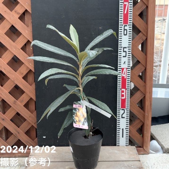 ビワ 茂木 5号｜果樹04-PA | 果樹 | 赤塚植物園オンライン 花の音