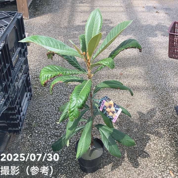 ビワ 茂木 5号｜果樹04-PA | 果樹 | 赤塚植物園オンライン 花の音