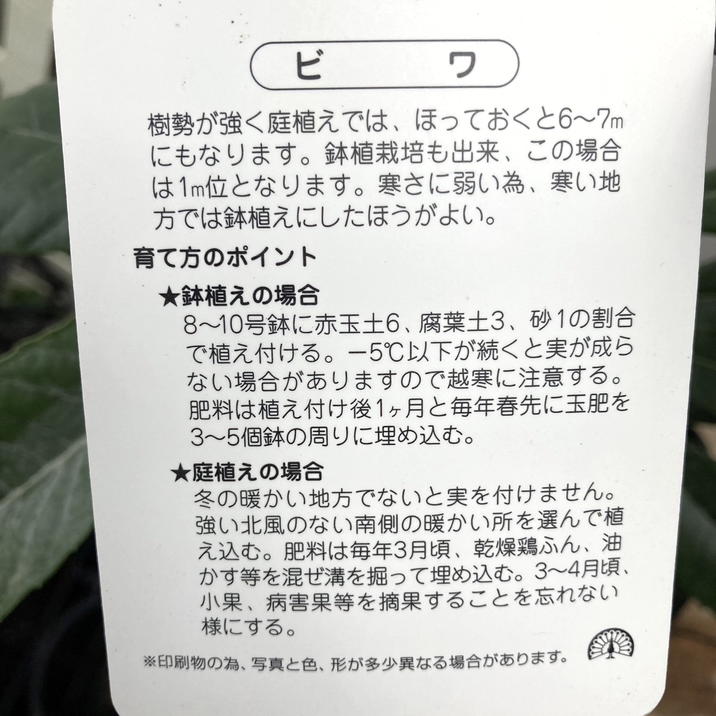 ビワ果樹 。茂木枇杷。鉢ごと無料で発送致します。 ビワ（枇杷）：茂木（モギ）4-5号ポット＊ の通販 | 園芸ネット