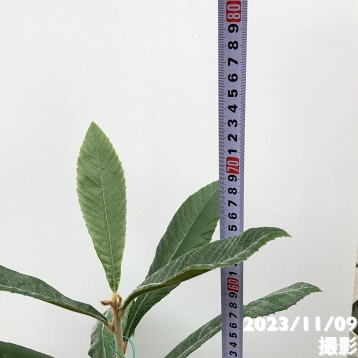 ビワ 茂木 5号｜果樹04-PA | 果樹 | 赤塚植物園オンライン 花の音