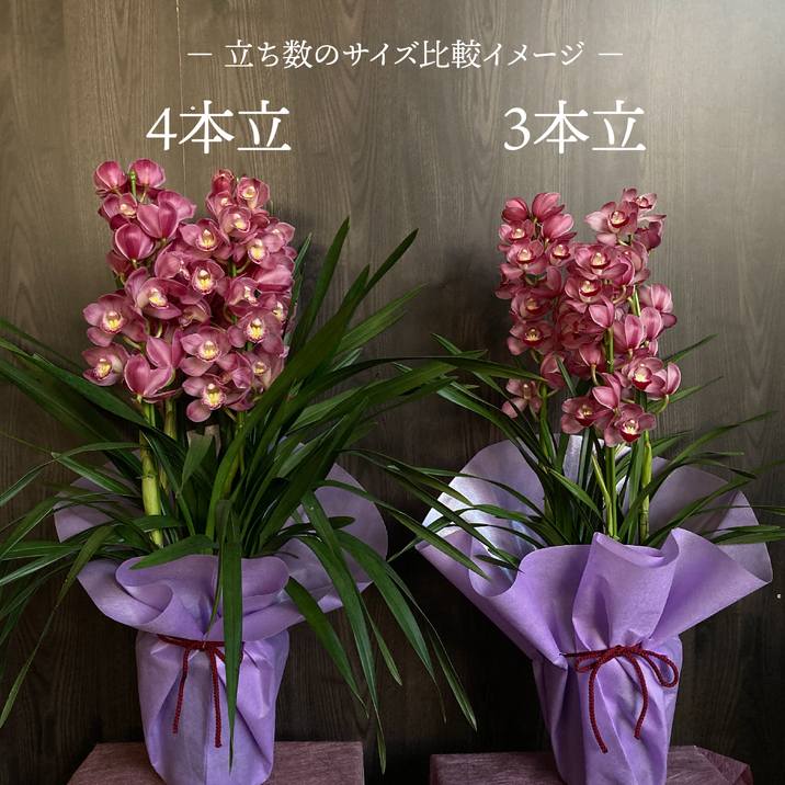 シンビジューム 黄色系 6号 4本立|洋蘭04-PA