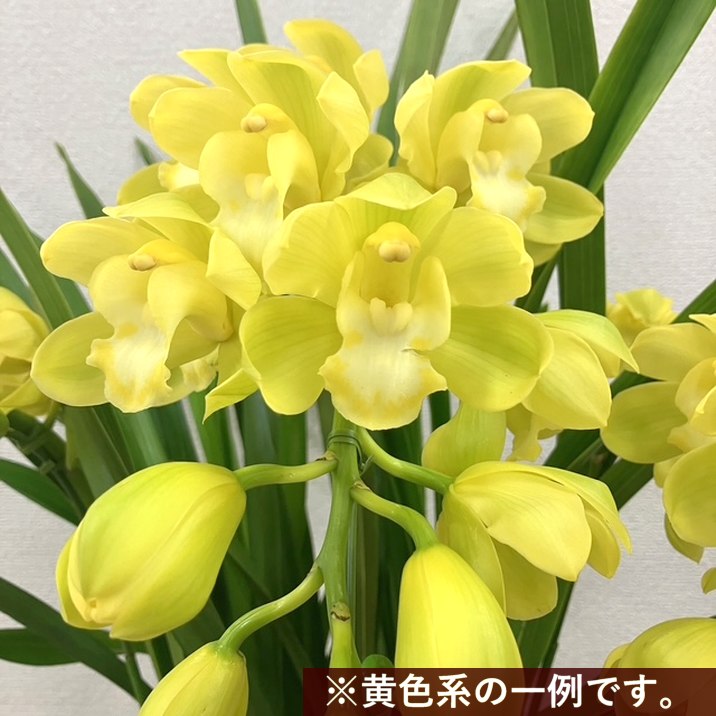 シンビジューム 黄色系 6号 4本立|洋蘭04-PA