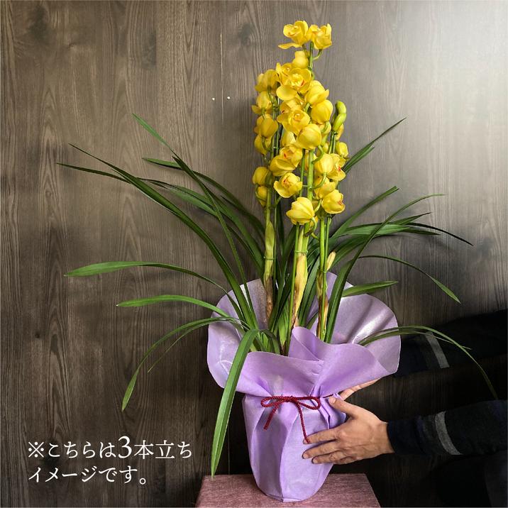 【斑入り】シンビジウム　洋蘭　観葉植物　シンビジューム　6寸 楽天市場】洋ランの苗『シンビジューム和蘭 「初音」4寸【花咲く