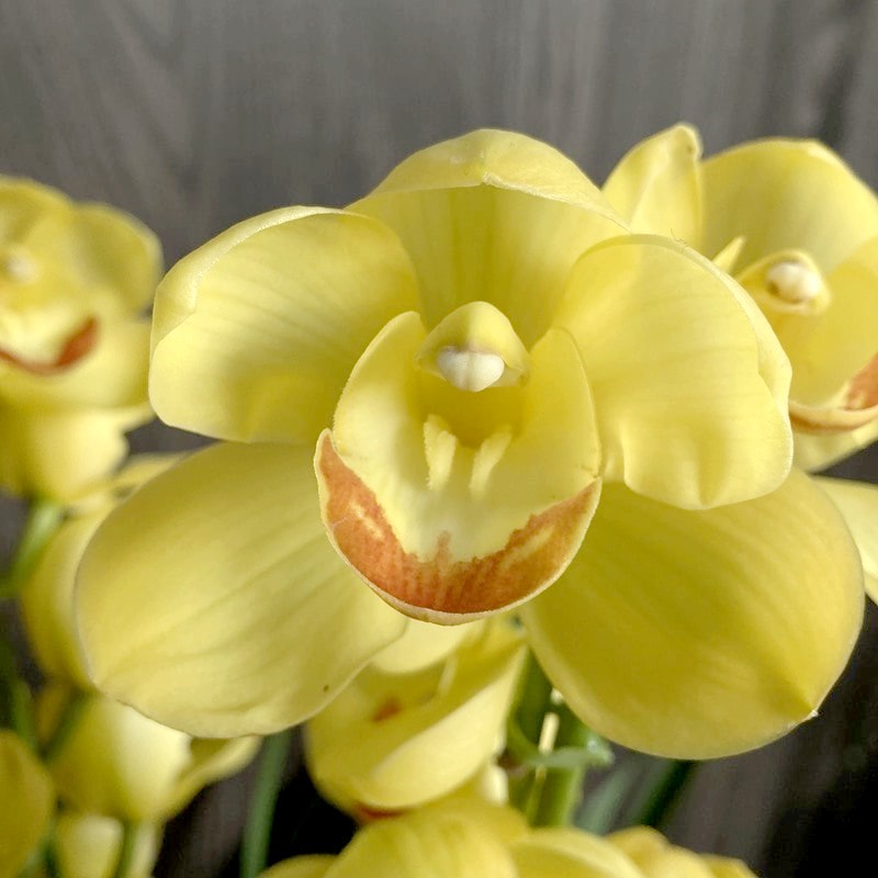 シンビジューム 黄色系 6号 4本立|洋蘭04-PA