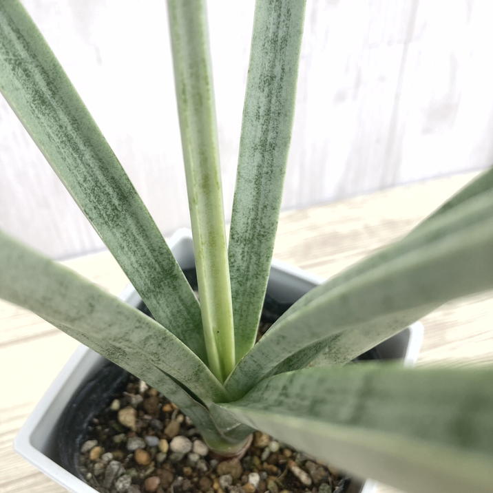 特大株 サンスベリア パウエル サンセベリア sansevieria 特大株 サンスベリア パウエル サンセベリア sansevieria