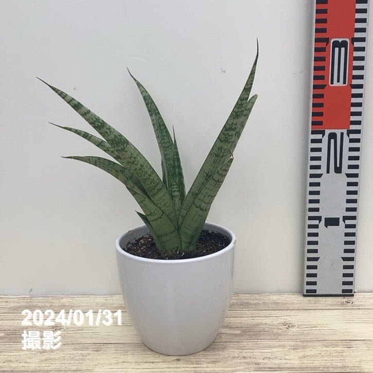 サンスベリア 大きめの観葉植物 白鉢 観葉植物 サンスベリア 7号高陶器-角鉢(白黒) 新築祝い 人気
