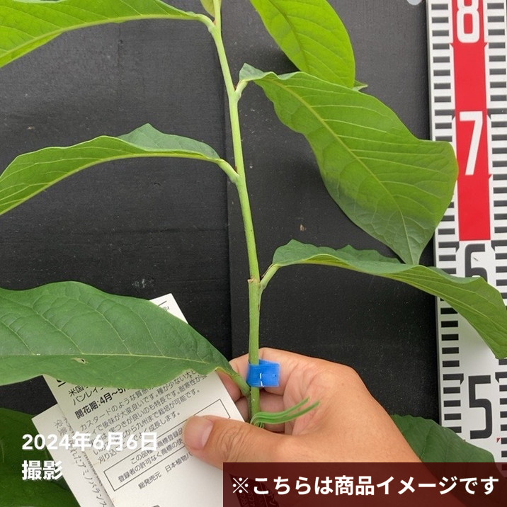 ピーターソンポポー サスケハンナ 5号｜果樹04-PA | 果樹,[珍しい果樹