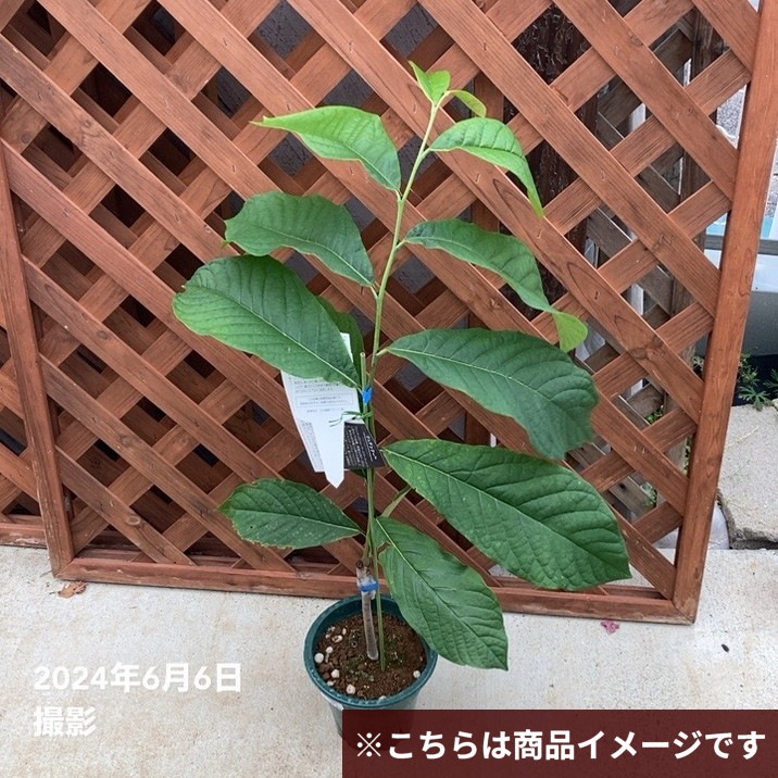 ポポー苗木