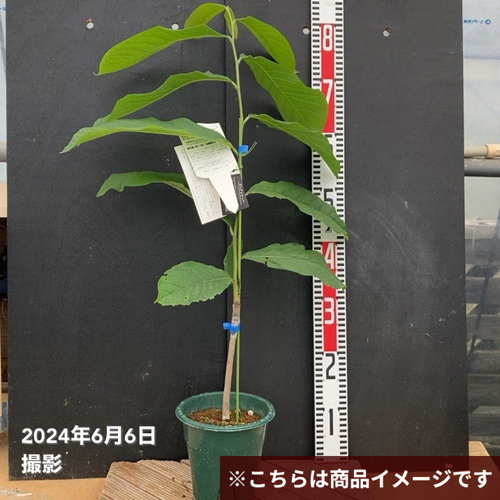 ピーターソンポポー サスケハンナ 5号｜果樹04-PA | 果樹,[珍しい果樹