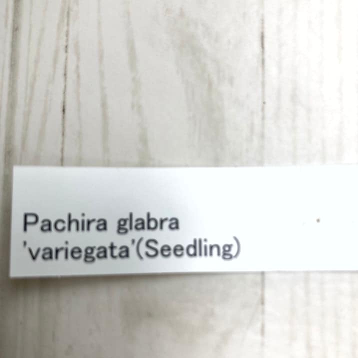 【現品お届け】実生 斑入りパキラ Pachira glabra 'variegata'(Seedling)4号ロングスリット鉢(UJ60)|観葉04-PA