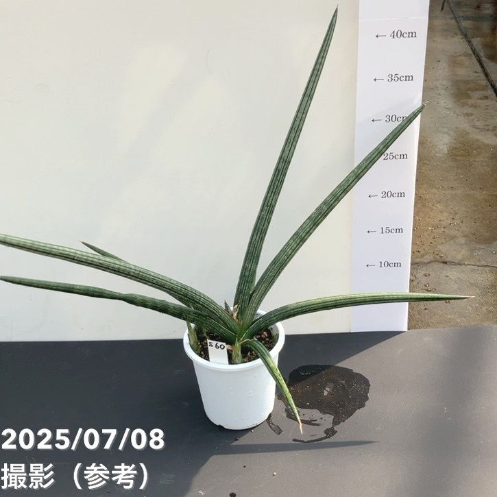 現品お届け】サンスベリア 4号 スパイダー 白プラ鉢仕様（S60）｜観葉