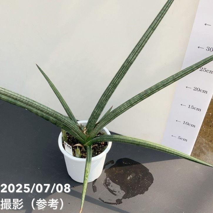 現品お届け】サンスベリア 4号 スパイダー 白プラ鉢仕様（S60）｜観葉