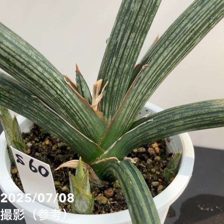 サンスベリア スパイダー　バリエガータ サンスベリア スパイダー バリエガータ 【公式通販】