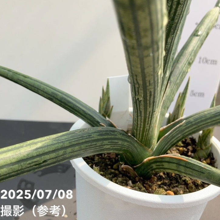 み*し様 乳白　青縁　スミ入れ鉢 み*し様 乳白 青縁 スミ入れ鉢 スマートハイスタイル1.7号【ミニ】