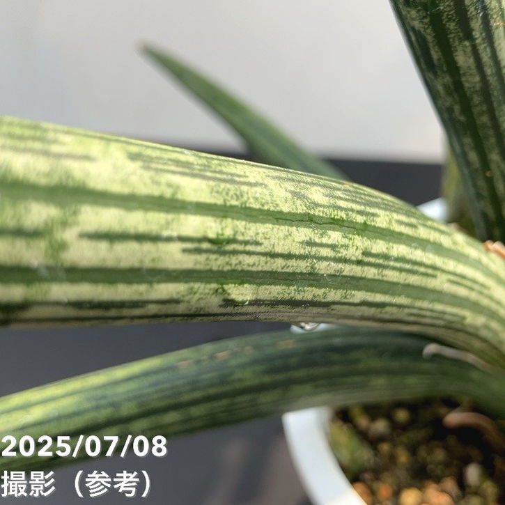 現品お届け】サンスベリア 4号 スパイダー 白プラ鉢仕様（S60