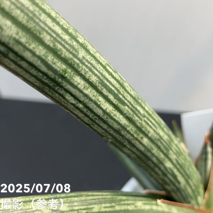 現品お届け】サンスベリア 4号 スパイダー 白プラ鉢仕様（S60