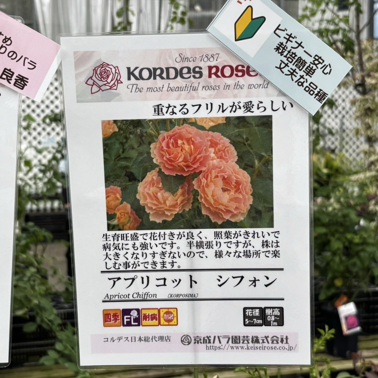 バラ大苗 アプリコット シフォン 4.5号ロングポット 京成バラ園芸