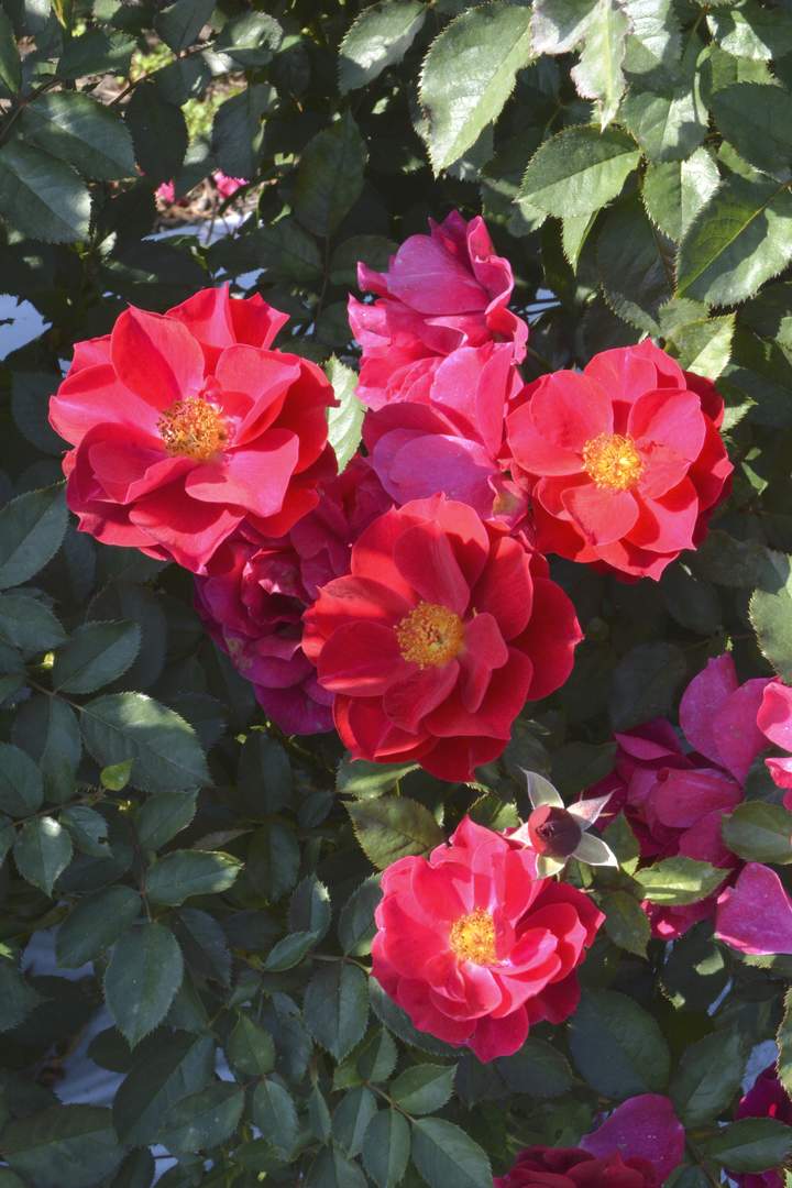 バラ大苗 風姿花伝 紅 7号 ロサ・オリエンティス｜花木04-PA | 花木