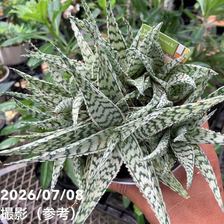 決算P5倍！10%OFF！8/2まで】アロエ ブリザード Aloe blizzard 4号