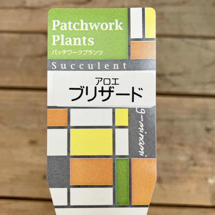 アロエ ブリザード Aloe blizzard 4号|観葉10-TU