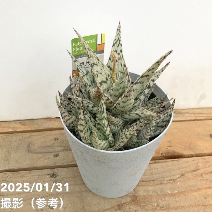 アロエ ブリザード Aloe blizzard 4号｜観葉10-TU | □キーワードから