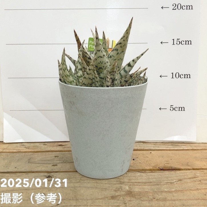 アロエ ブリザード Aloe blizzard 4号｜観葉10-TU | □キーワードから