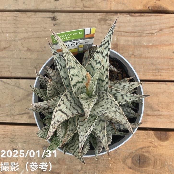 期間限定10％OFF！】アロエ ブリザード Aloe blizzard 4号｜観葉10-TU