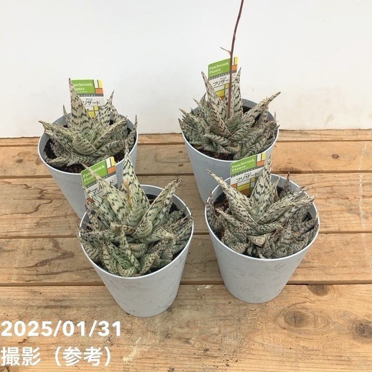 アロエ ブリザード Aloe blizzard 4号｜観葉10-TU | □キーワードから