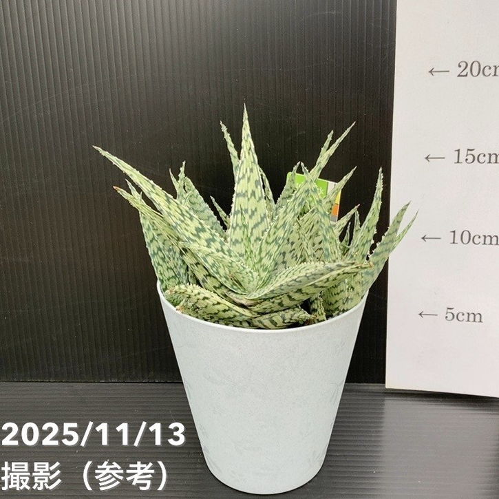 アロエ ブリザード Aloe blizzard 4号|観葉10-TU