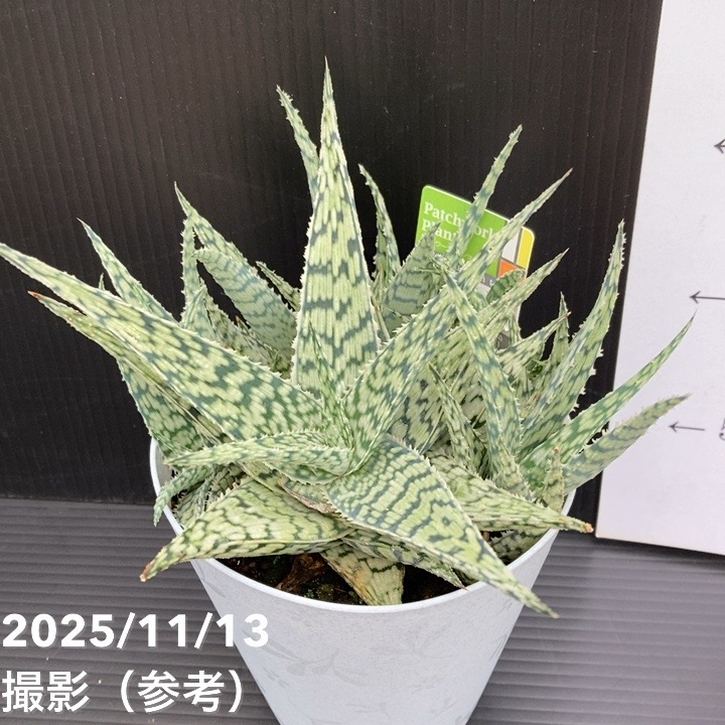 アロエ ブリザード Aloe blizzard 4号｜観葉10-TU | □キーワードから