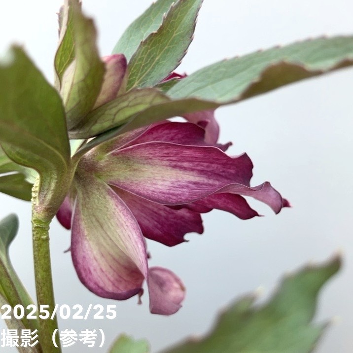 一点物】松村ナーセリー クリスマスローズ くるりんぱ 4.5号ポット