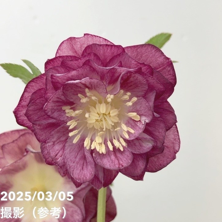 一点物】加藤農園 クリスマスローズ 4.5号（KT18）｜山野04-PA | 草花