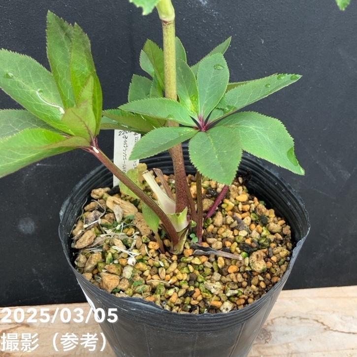 一点物】加藤農園 クリスマスローズ 4.5号（KT18）｜山野04-PA | 草花