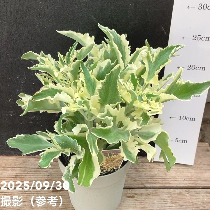 斑入りカランコエ ラキニアータ 4号｜観葉04-PA | 観葉・多肉 | 赤塚