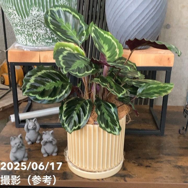 現品お届け】赤塚オリジナルインテリアグリーン カラテア メダリオン